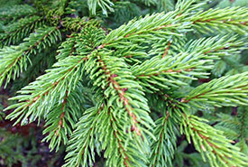 Red spruce (Photo by Bob McDonald, CC BY-NC 4.0)