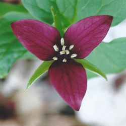 An eye-catching, scarlet red trillium with red petals and yellow stamens. (Photo by Dr. Henry Barnett)