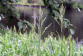 Reed meadow grass (Photo by Matti Virtala, Wikimedia Commons)