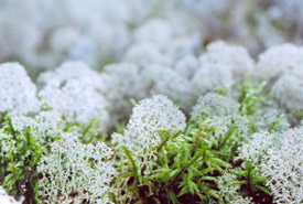 Reindeer moss, boreal forest (Photo by NCC)