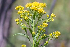 Riddell's goldenrod (Photo by Samuel Brinker, CC BY-NC 4.0)