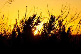 Coucher de soleil sur un champ d'armoise (Photo de Sean Feagan/CNC)