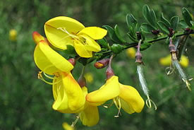 Scotch broom (Photo by Wikimedia Commons)