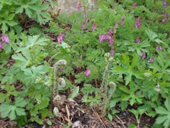 Shield fern and fringed dicentra (Photo by NCC)