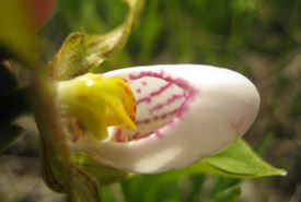 Cypripède blanc (Photo de Melissa Grantham)