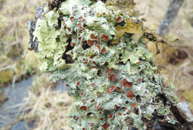 Smooth lungwort lichen (Photo by Mac Pitcher)