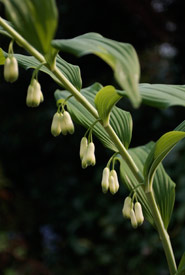 Solomon's seal (Photo from Dreamstime)