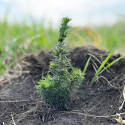 White spruce seedling planted at H.G. Lawrence (Photo by Wild + Pine)