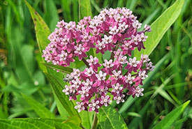 Swamp milkweed (Photo by velvetleaf, CC BY-NC 4.0)