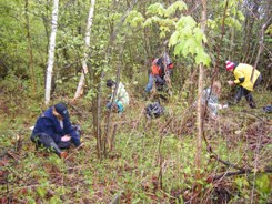 Conservation Volunteers pulling invasive dog-strangling vine (Photo by NCC)