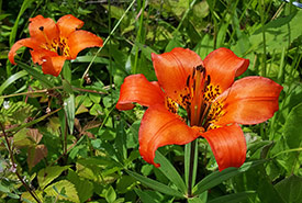 Western red lily (Photo by Sarah Ludlow/NCC staff) 