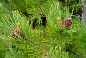 Whitebark pine needles and cones (Photo by Richard Sniezko)