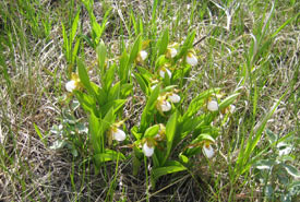 A cluster of small white lady's-slipper (Photo by Melissa Grantham)