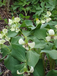 White morph of the red trillium (Photo by NCC)