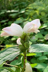 White turtlehead (Photo by charliedesgagne, CC BY-NC 4.0)