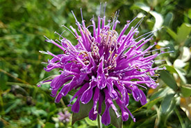 Wild bergamot (Photo by Sarah Ludlow/NCC staff) 