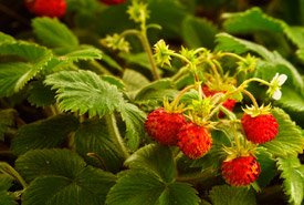 Wild woodland strawberry (Photo from Dreamstime)