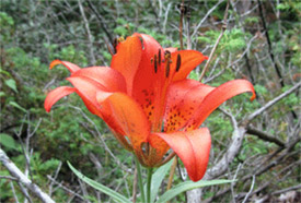 Wood lily (Photo by Homer Edward Price)