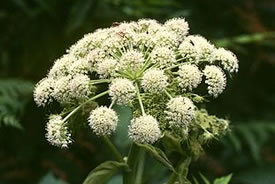 Woodland angelica (Photo by Wikimedia Commons)