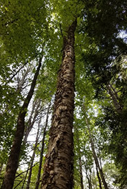 Yellow birch (Photo by Clare Smith, iNaturalist, CC BY-NC 4.0)