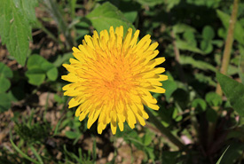 Dandelion (Photo by Yinan Chen, Wikimedia Commons)