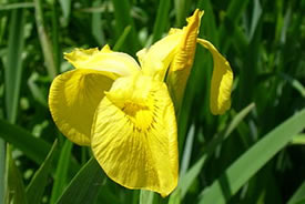 Yellow flag iris (Photo from Wikimedia Commons)
